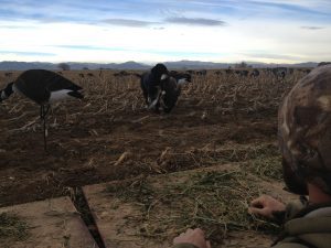 15783-Duck and Goose Update-harvesting birds