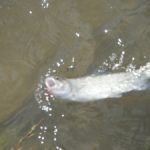 Eagle River Fishing Report--Downvalley: Wolcott to Gypsum