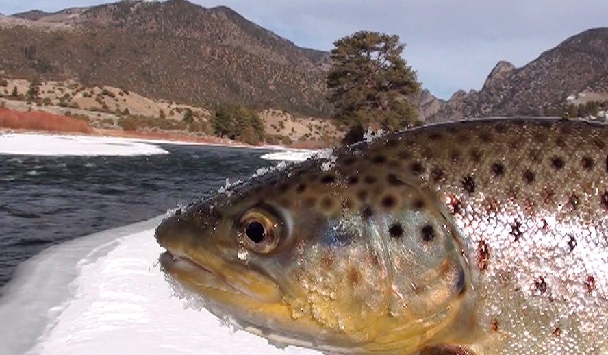 colorado-river-winter-fly-fishing1