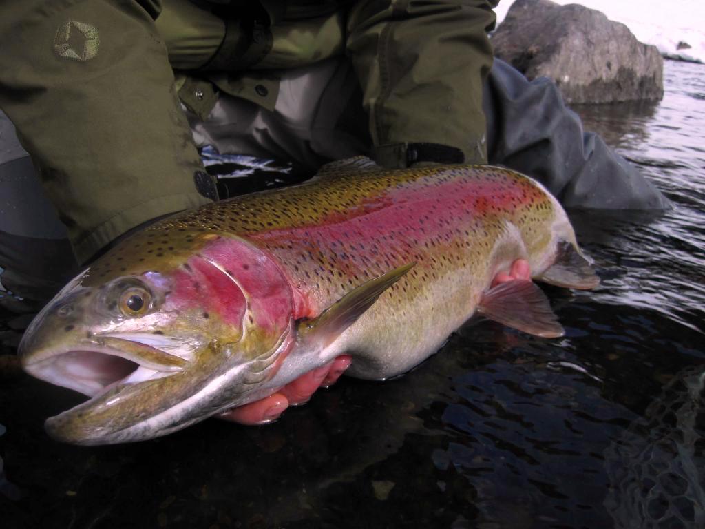 taylor-river-winter-fly-fishing