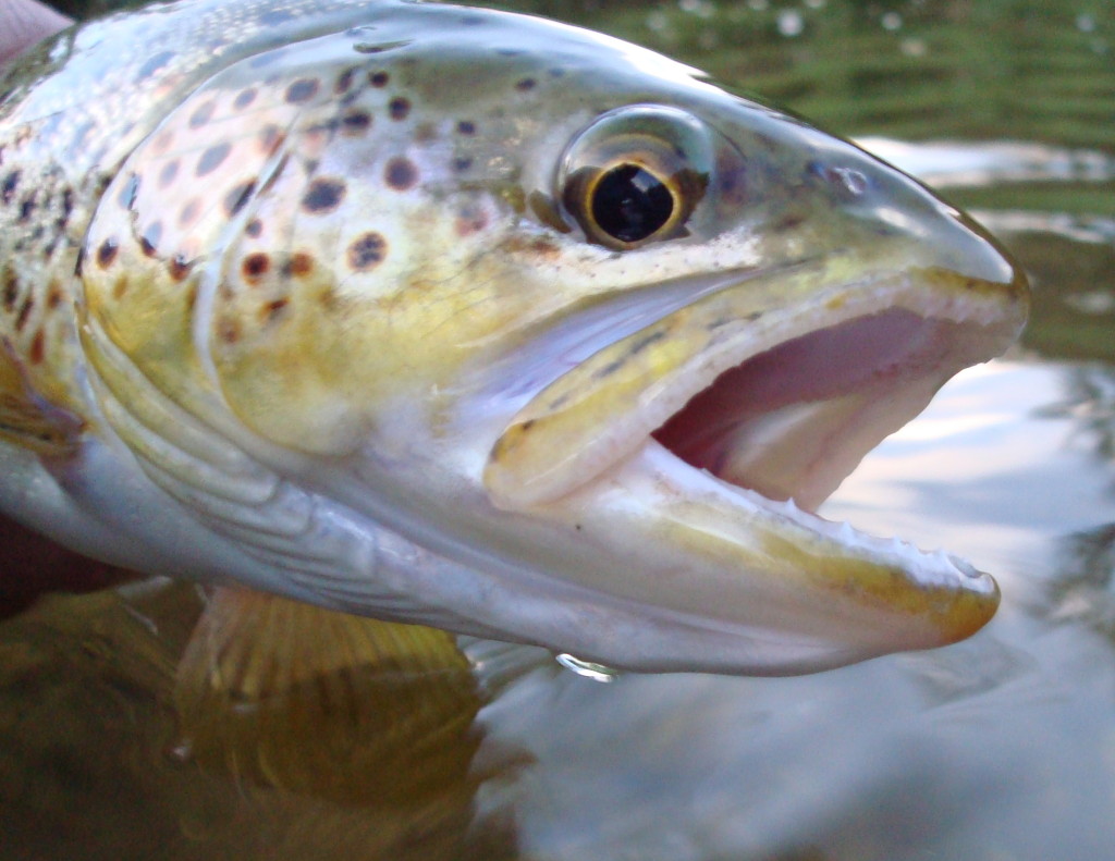 Rio Grande Brown