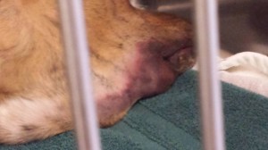 Teva's Rattlesnake bite 