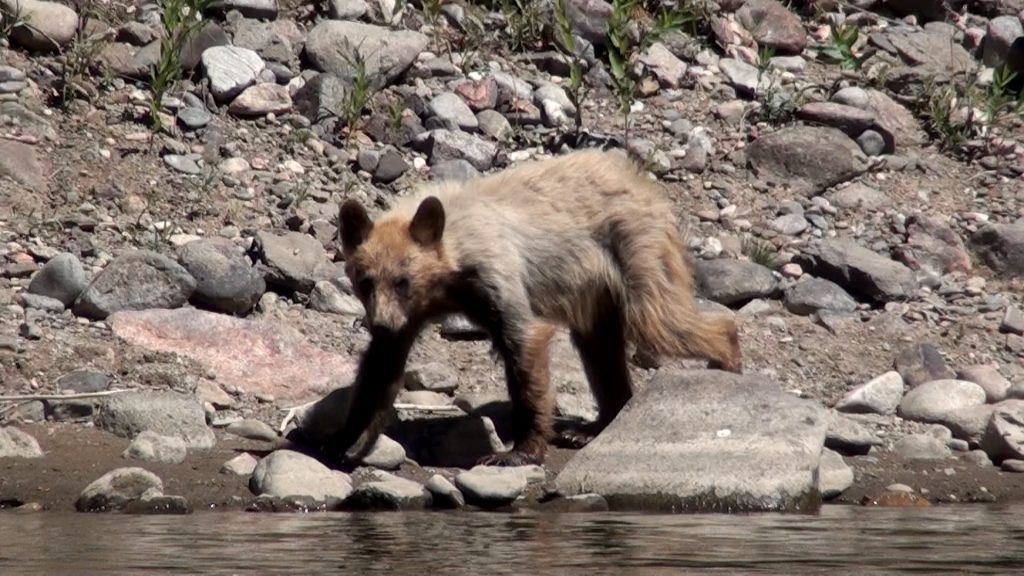 Black-bear-cub-upper-colorado-river