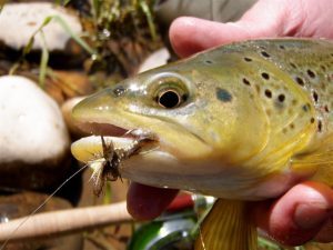 Good dry fly rods
