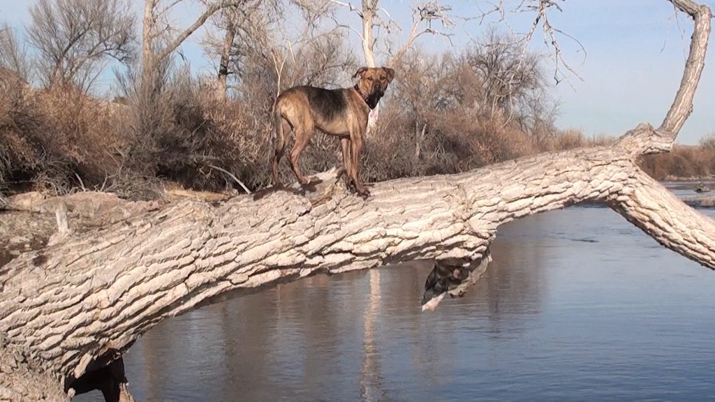 arkansas-river-winter-fly-fishing