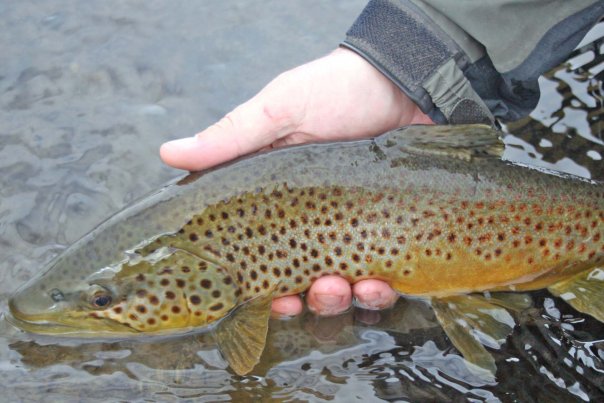 big-thompson-winter-brown-trout
