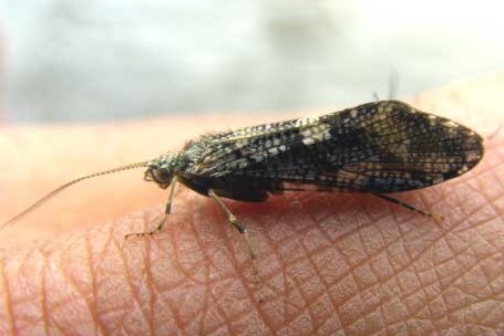caddis-adult-dry-fly