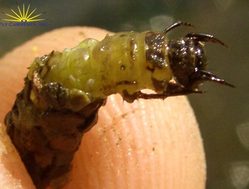 caddis-larva