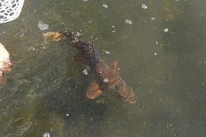 fish caught and released colorado river