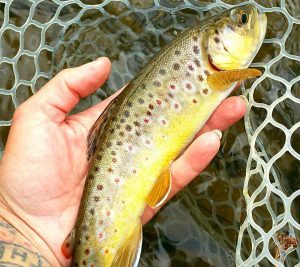 Caught Trout Fly Fishing