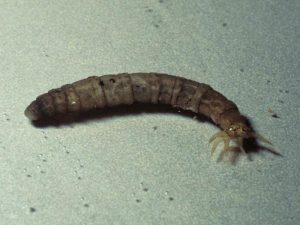 crane fly larva