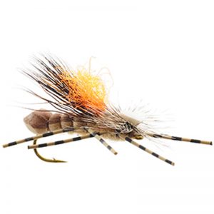 double-dutch-bug