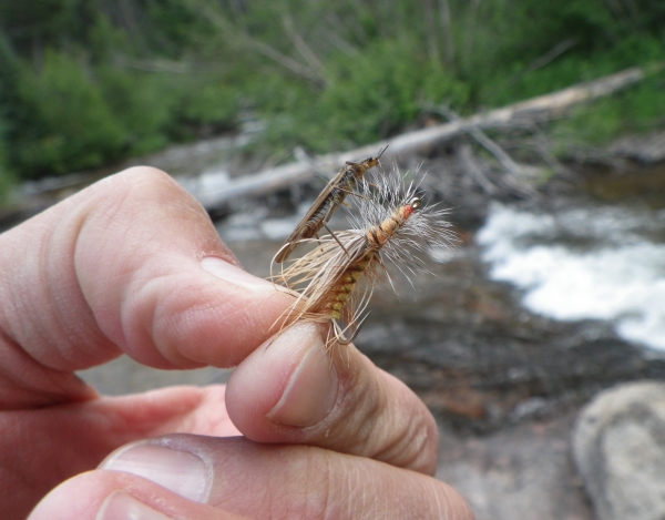 Golden Stonefly and stimulator fly selection