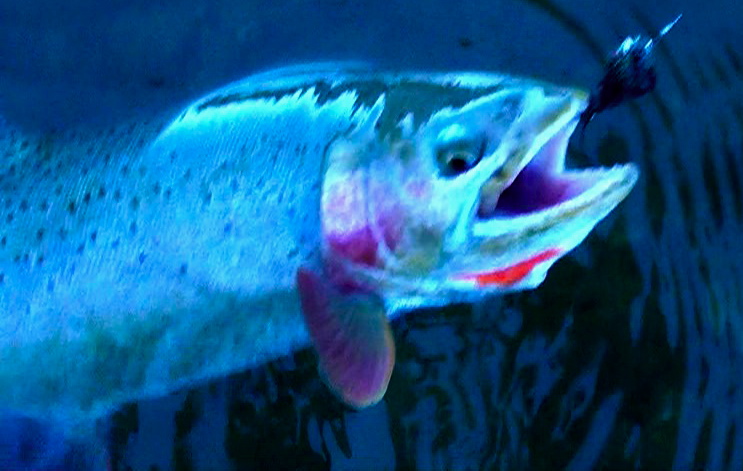 grey-reef-cutthroat-trout