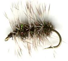 griffith's Gnat