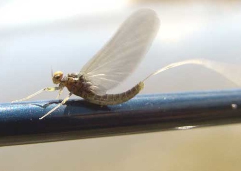 mayfly-bwo-adult