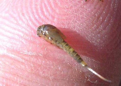 mayfly-bwo-nymph