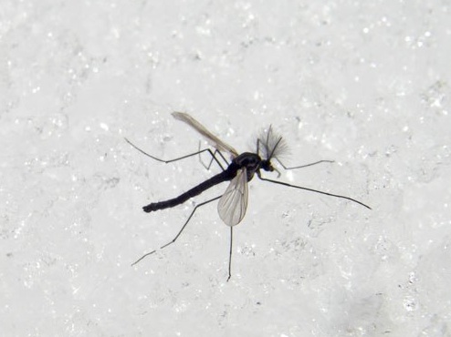 midge-adult-fly-fishing