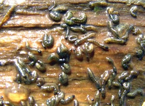 midge-larva-fly-fishing