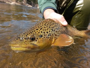 Fly Fishing Vail Colorado: Handle fish carefully