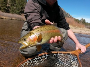 Fly Fishing Vail Colorado: Handle fish carefully