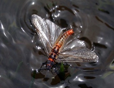 stonefly-adult-salmon-fly