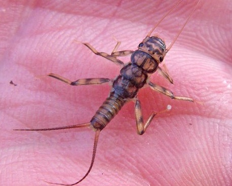 stonefly-nymph