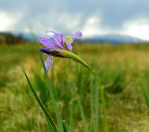 Tomahawk State Wildlife Flower