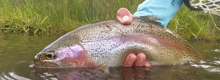 trout fish caught fly fishing in colorado