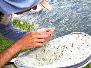 wild crane flies on the south platte river