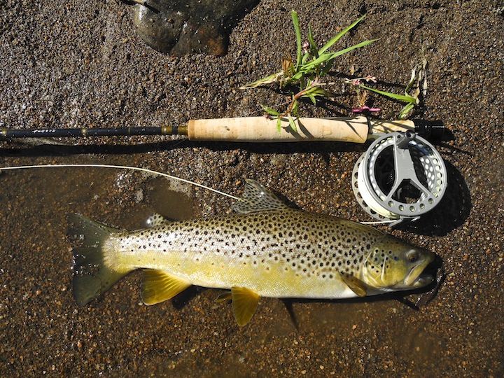 2649-Nice Brown on the ULA Force SL 2