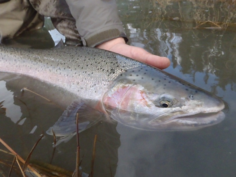 Minturn Anglers Alaska fly fishing destination