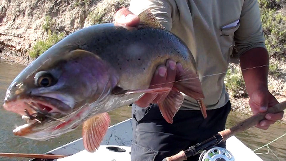 amy's ant on grey reef Minturn Anglers