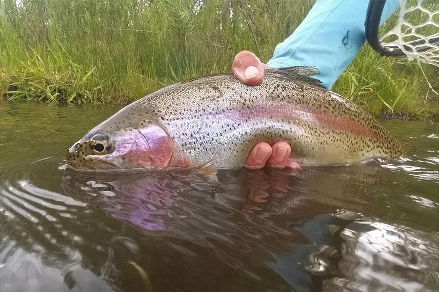 trout fish caught fly fishing in colorado