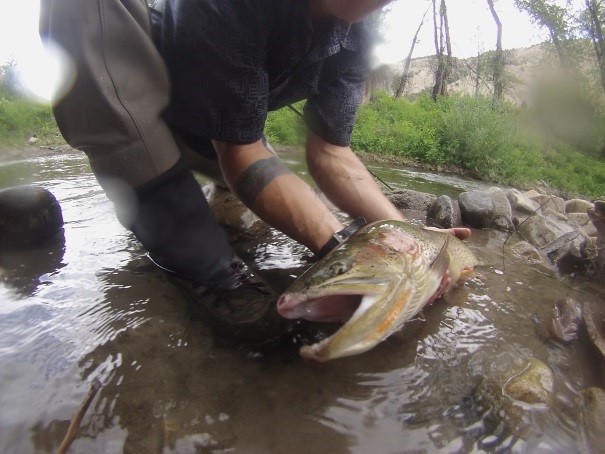 Sweetwater Ranch monster