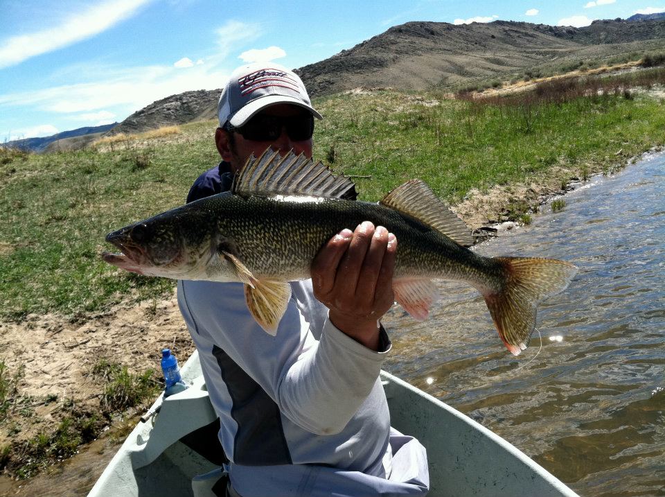 miracle-mile-walleye Minturn Anglers