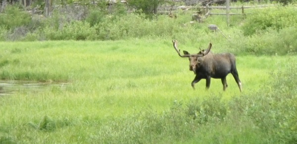 Fly Fishing with Moose