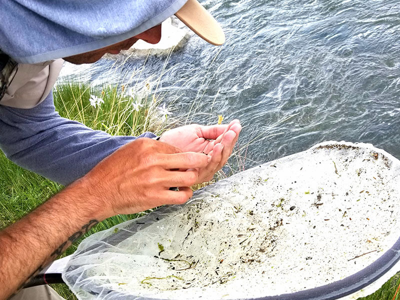 wild crane flies on the south platte river