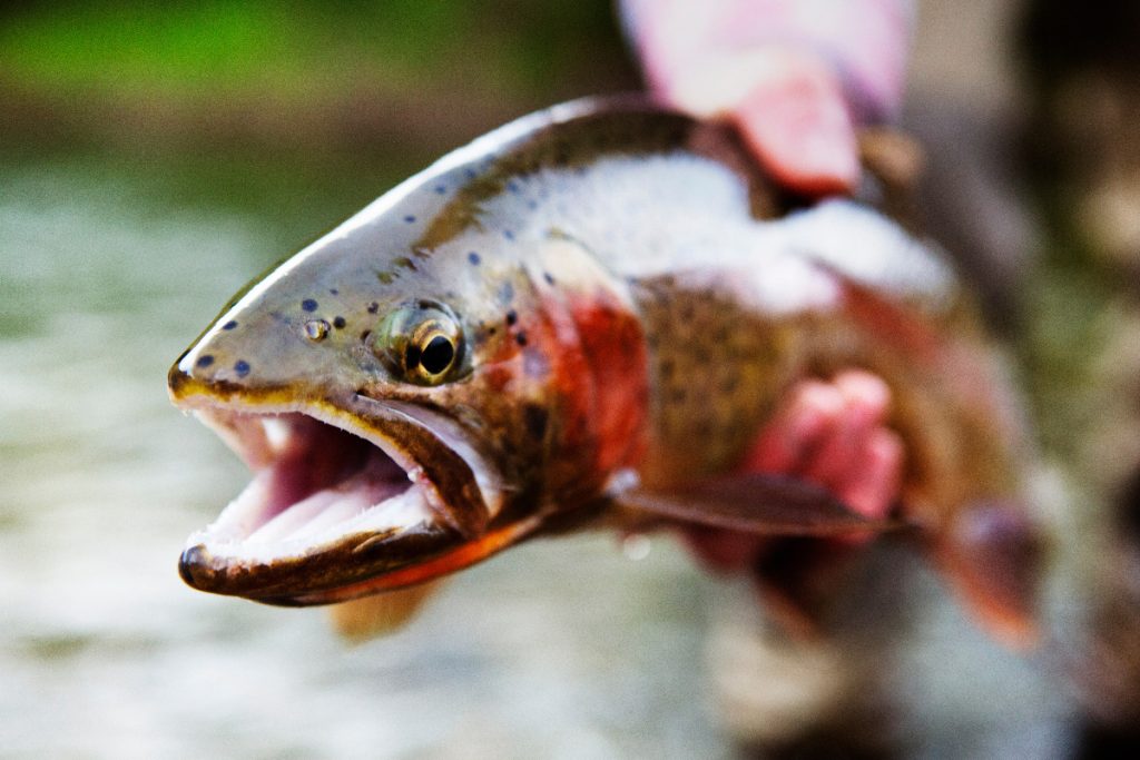 trout
