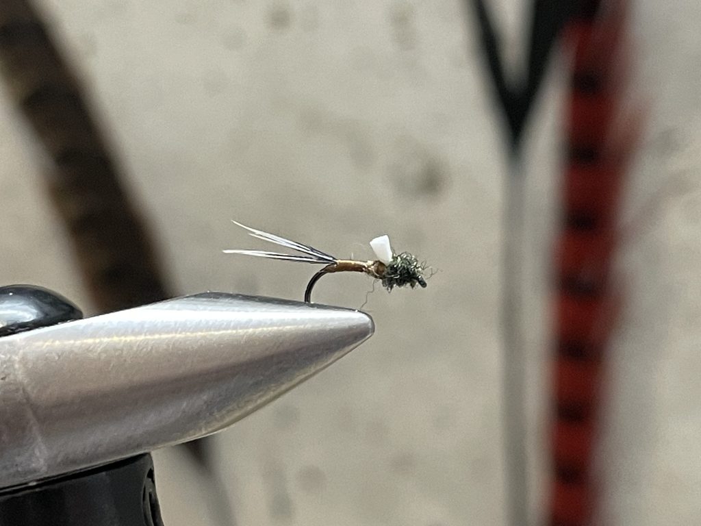 Just a Pinch –Pinching your Barbs, photo of pinched barb